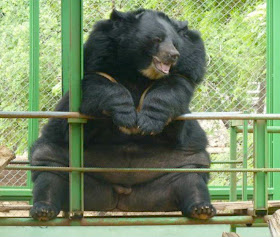 funny animals of the week, big fat bear