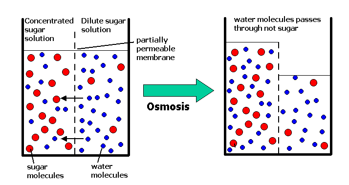 Calvin's Biology Discoveries: Diffusion/ Osmosis