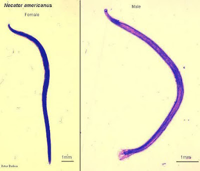 Anylostoma duodenale /  Necator americanus