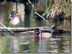 Wood ducks