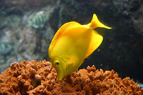 Yellow Tang Fish Wallpapers