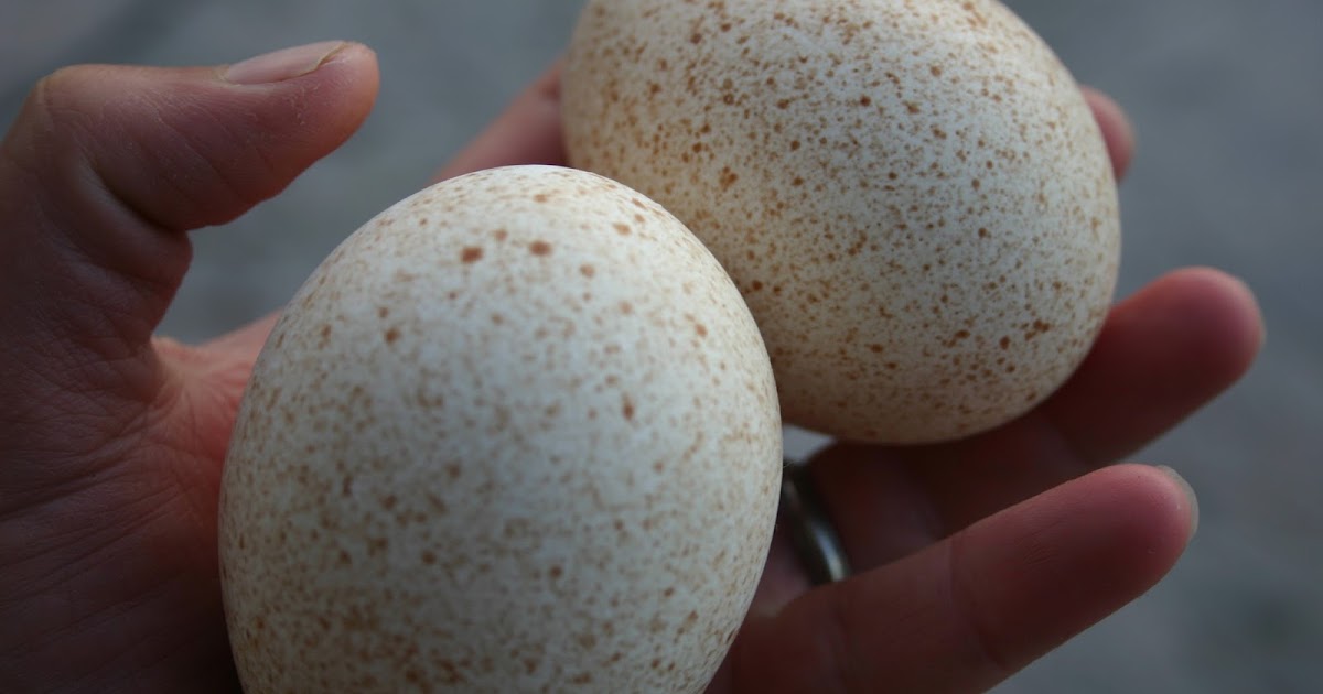 Tips dan Tulisan Bagaimana Memilih Telur  Ayam Kalkun Yang 