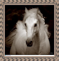 лошадиная красота