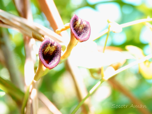 Aristolochia debilis