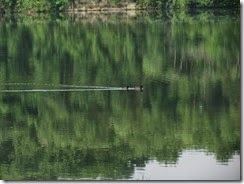 IMG_9456