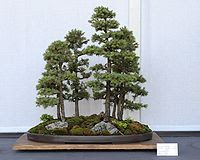 forest style, bonsai