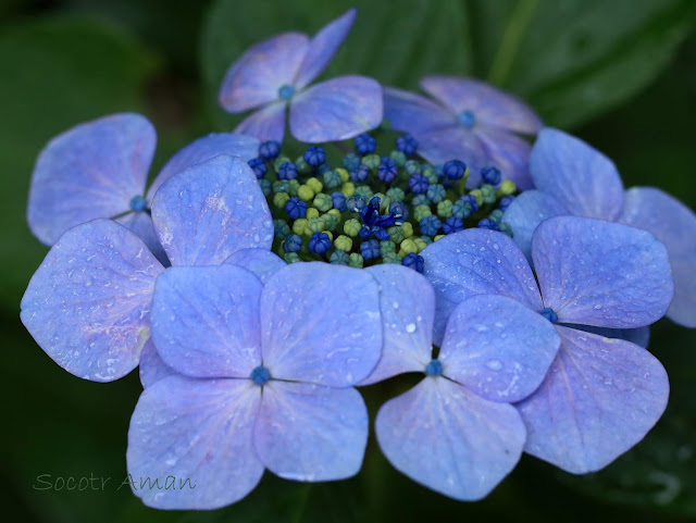 Hydrangea macrophylla