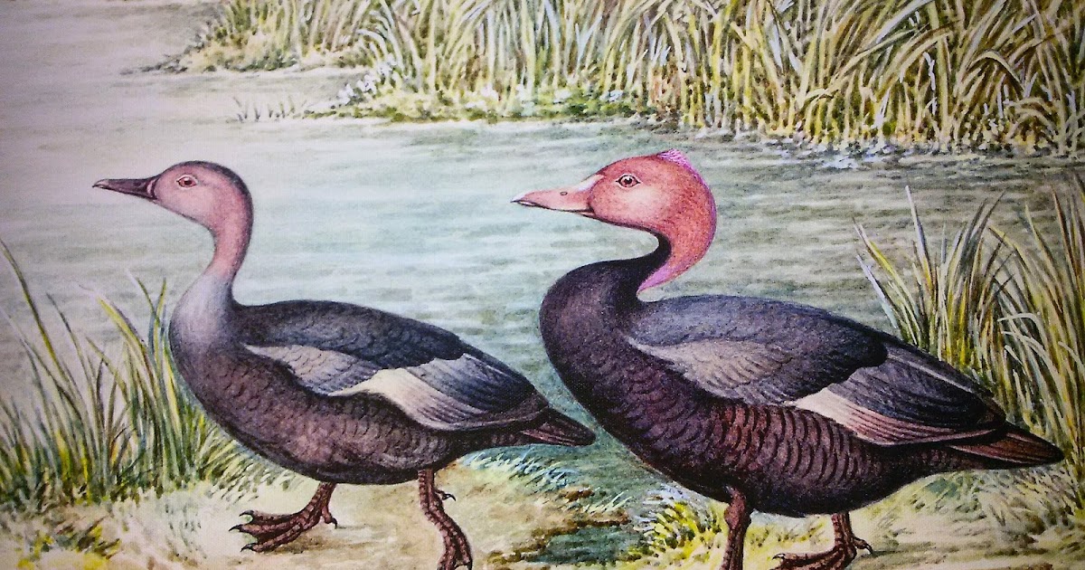 How Colonial Rule Deprived India Of One Of Its Most Beautiful Birds - The Pink-Headed Duck