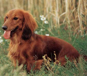 long haired dachshund puppy. long haired dachshund
