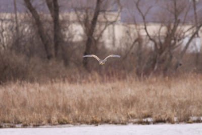 Bittern