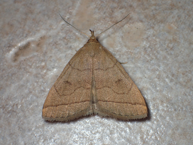 Herminia tarsipennalis