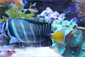 Galería Tropical del Acuario de Boston