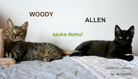 Woody i Allen do adopcji.