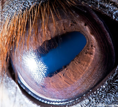 Beautiful Photos of Animal Eyes by Suren Manvelyan