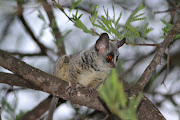 Bush Baby. Mike and Dickie Nelson in camp