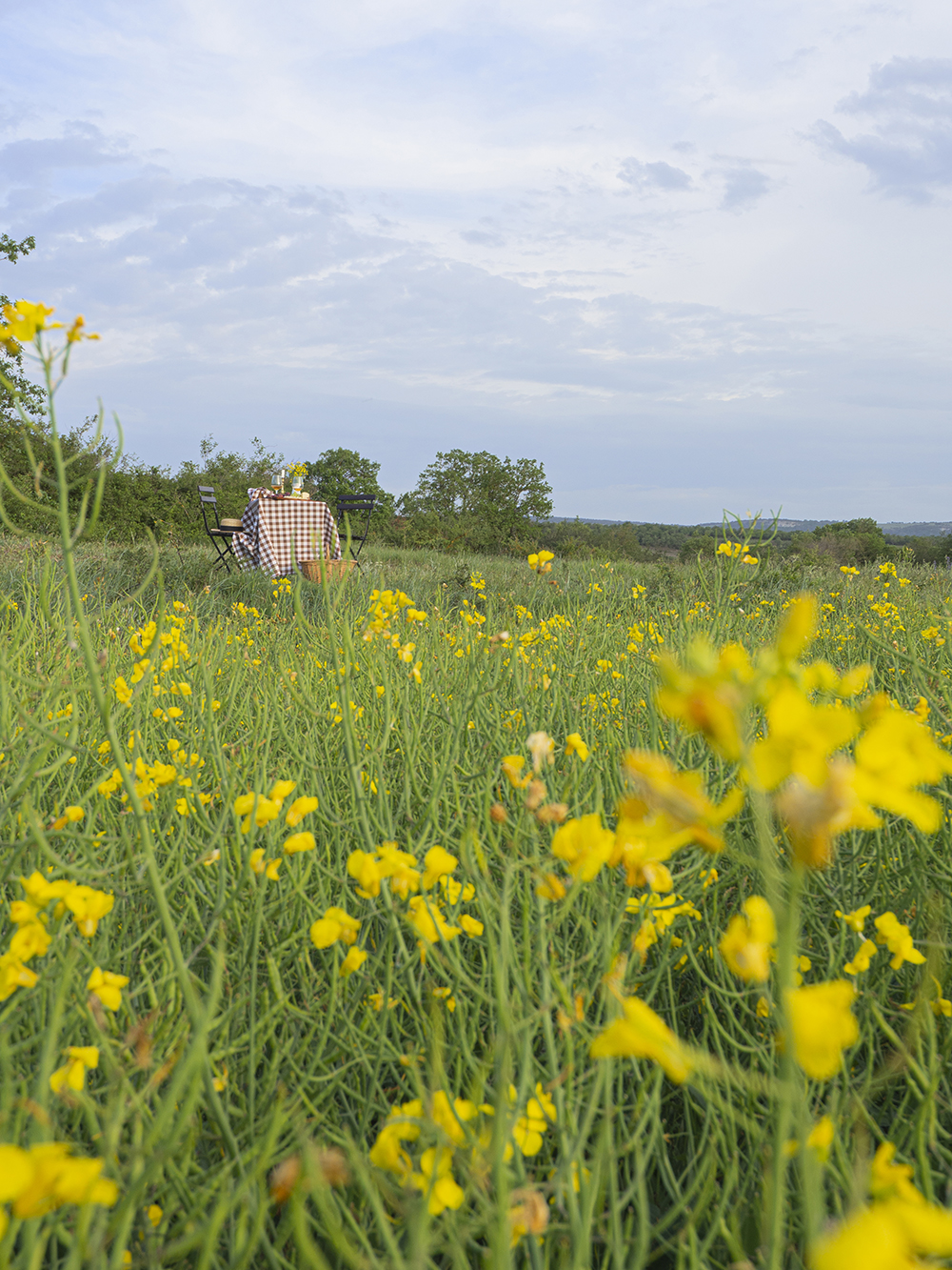 Una mesa campestre entre campos de colza para celebrar el amor_24