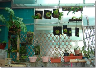 2013-03-03 自家花園 013