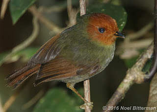 Rufous-headed Pygmy-Tyrant