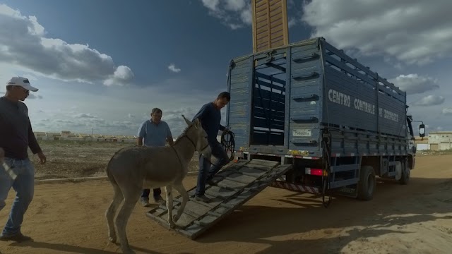 Do “nosso irmão” a perigo das estradas sertanejas: a trajetória do jumento nordestino