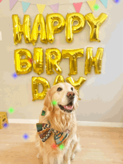 Happy Birthday GIF Funny Dog