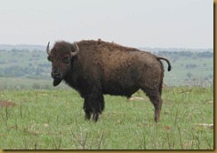 buffalo