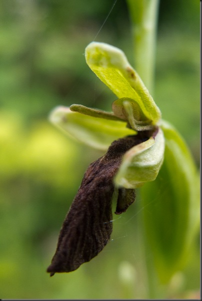 Fly Orchid