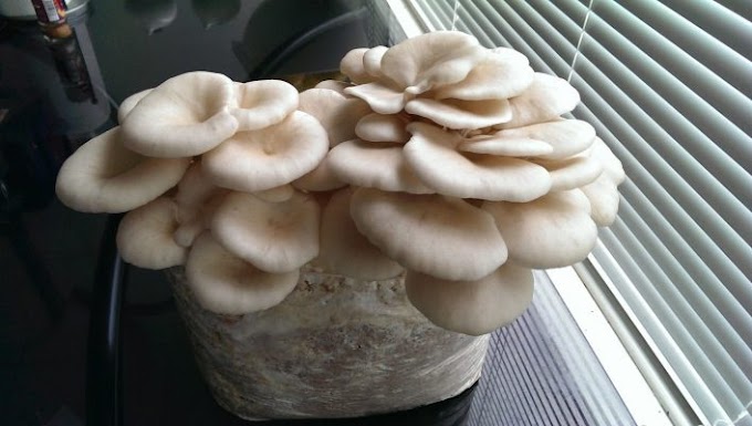 Mushroom Spawn online from Biobritte Agro,  All Mushroom Spawn suppliers at kolhapur, Maharashtra