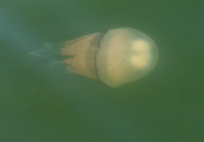 Photo of a barrel jellyfish passing Ravensdale