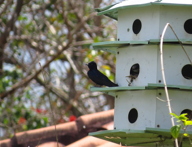 Purple Martin - Homestead, Florida