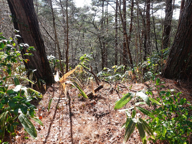 鳥取県西伯郡伯耆町丸山　ふれあいの森キャンプ場