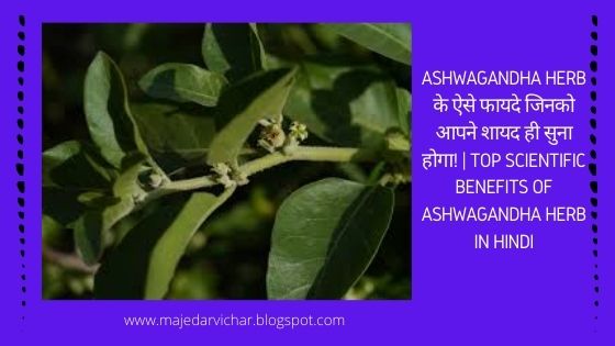 Ashwagandha-Herb-के-ऐसे-फायदे-जिनको-आपने-शायद-ही-सुना-होगा!-|-Top-Scientific-Benefits-of-Ashwagandha-Herb-in-hindi