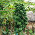 Tree full of Papaya