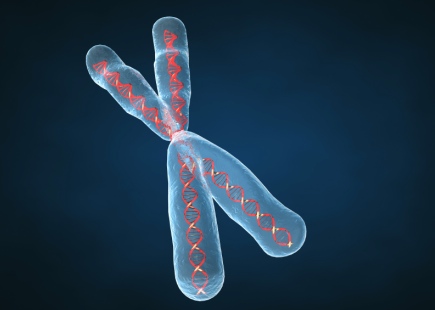 chromosomes in cell. chromosomes in plant cell.