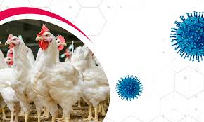 Gripe aviária H5N1: Ministério da Agricultura do Brasil prolonga estado de emergência