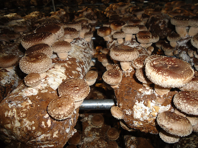 mushroom logs for sale