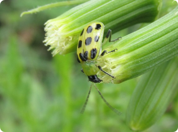 spotted cucumber beetle (Diabrotica undecimpunctata) (2)