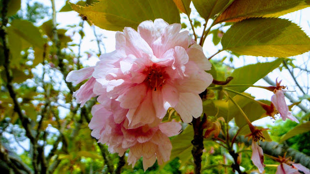 左近の桜