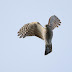 10月14日絵鞆半島の渡り鳥、ハイタカが飛びました。