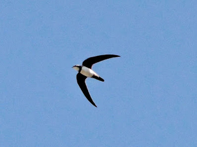 "Alpine Swift, passage migrants snapped flying above Mt Abu."