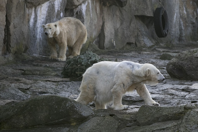 Animali allo zoo di Berlino