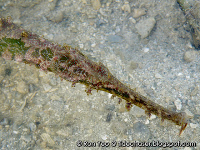 Alligator Pipefish (Syngnathoides biaculeatus)