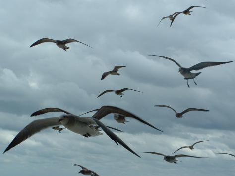 Birds Flying, Flying Birds Pictures and Photos