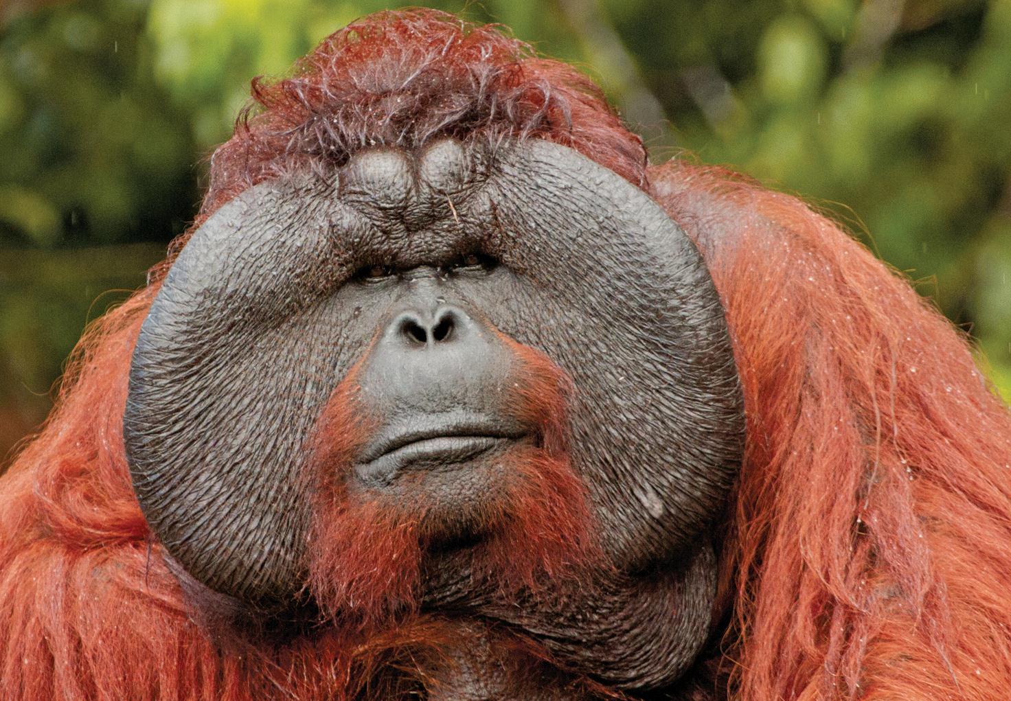  Male Orangutan  Cheek Pads