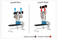 تشريح عضلات الكتف الجانبي