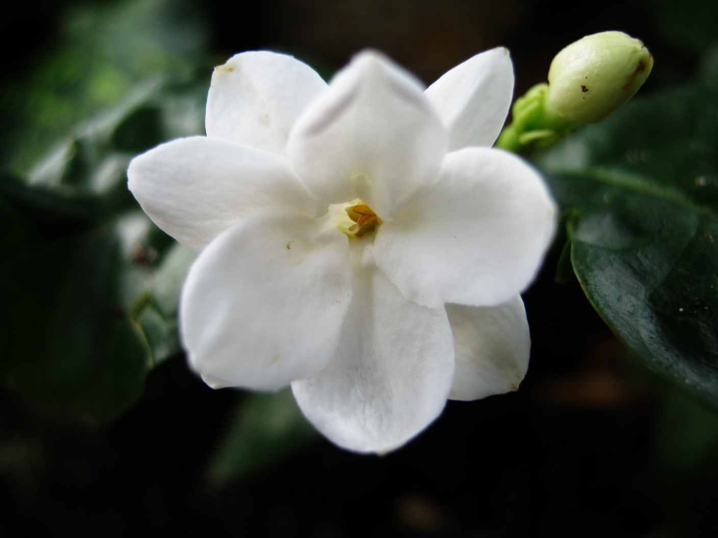 Jasmine Flower Wallpapers | Earning66.Blogspot.com