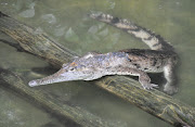 COCODRILO AUSTRALIANO (Crocodylus johnsoni). Frankfurt Zoo. Frankfurt Zoo