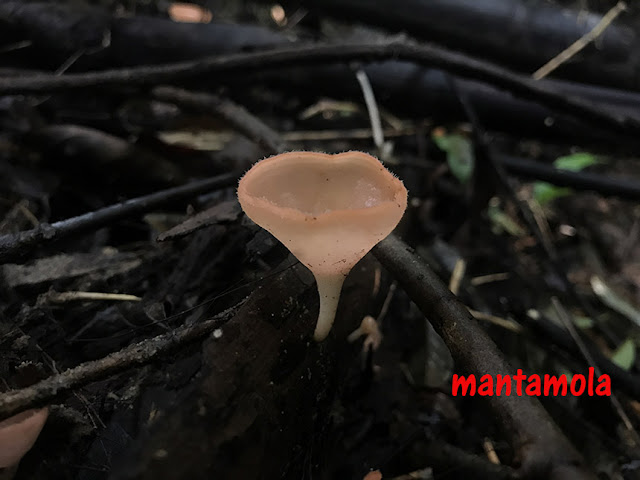 Cookeina mushroom