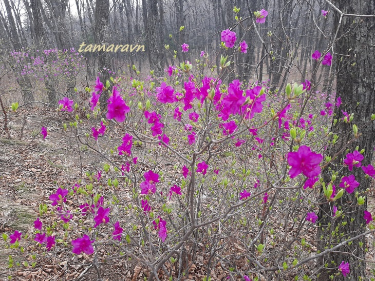 Рододендрон остроконечный (Rhododendron mucronulatum)