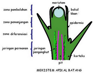 pertumbuhan primer batang