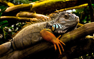 Reptiles,Chameleon